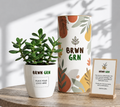Jade Plant in 4 inch pot - Bulk Gifting