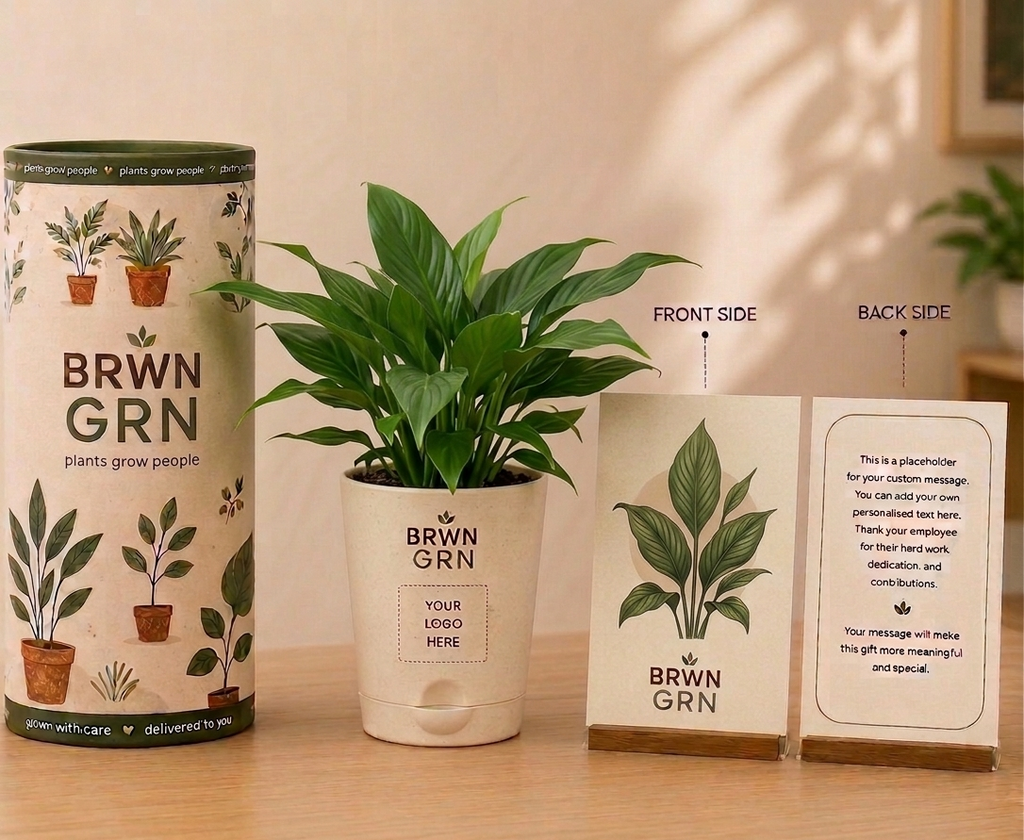 Peace Lily in 4 inch pot - Bulk Gifting