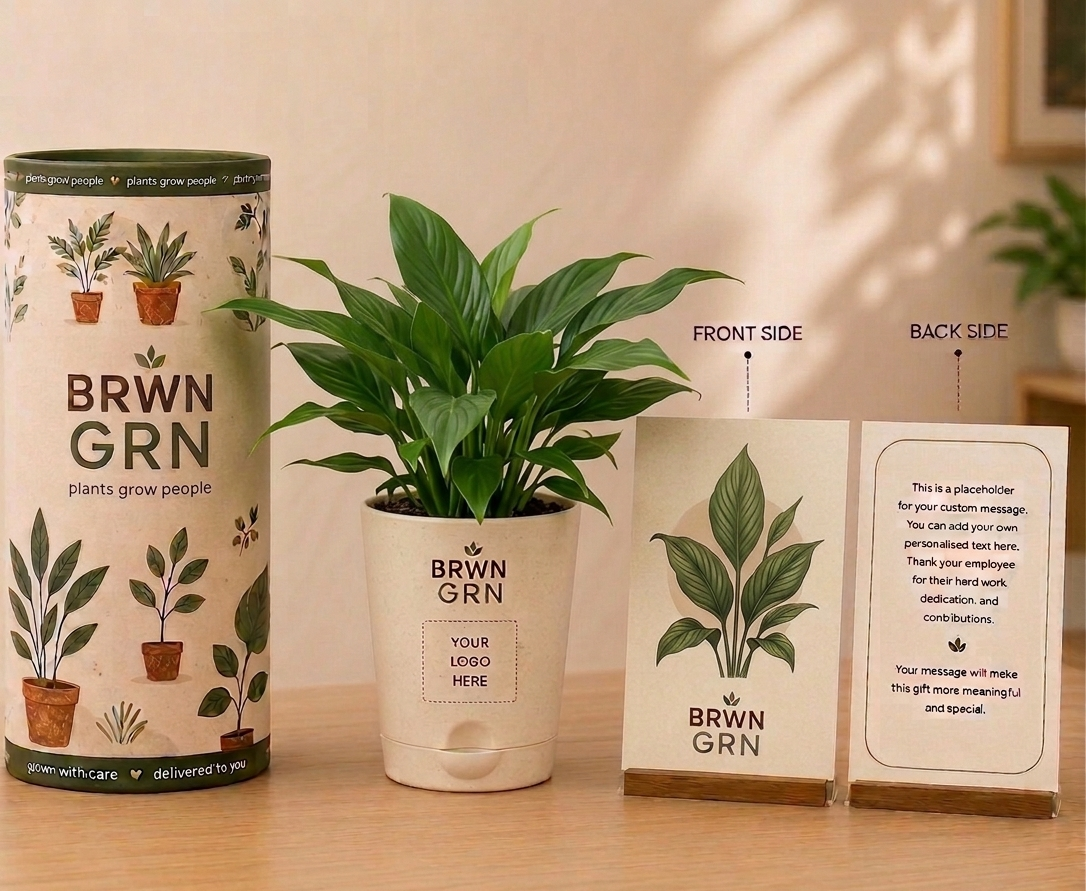 Peace Lily in 4 inch pot - Bulk Gifting