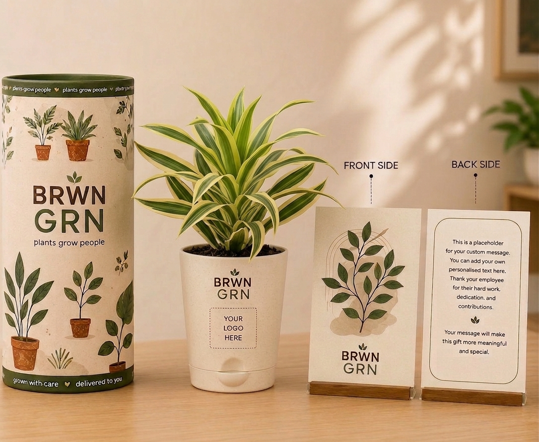 Song of India Gift in 4 inch pot - Bulk Gifting